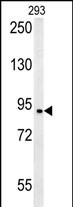 BRD2-Q185 (Cat.#AP8049c) western blot analysis in 293 cell line lysates (35ug/lane).This demonstrates the BRD2 antibody detected the BRD2 protein (arrow).