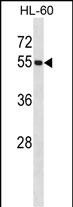 WB - UBE1C Antibody (C-term) AP1063b