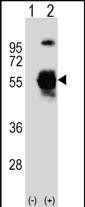WB - UBE1C Antibody (C-term) AP1063b