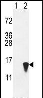 WB - ISG15 Antibody (N-term) AP1150a