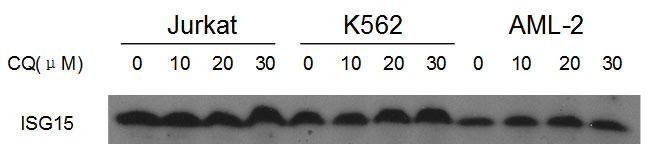 WB - ISG15 Antibody (N-term) AP1150a