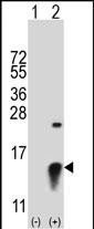 WB - SUMO2 Antibody (C-term) AP1282a