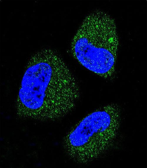 Confocal immunofluorescent analysis of HSPA5 Antibody(Cat#AP1335a) with NCI-H460 cell followed by Alexa Fluor 488-conjugated goat anti-rabbit lgG (green). DAPI was used to stain the cell nuclear (blue).