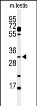 Western blot analysis of hAPOBEC3B(Cat. #AP1353a) in mouse testis tissue lysates (35ug/lane). APOBEC3B (arrow) was detected using the purified Pab.