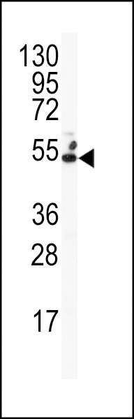 WB - Connexin 50 Antibody (N-term) AP1548a