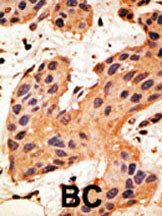 IHC-P - Connexin 50 Antibody (C-term) AP1548b