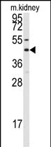 WB - Connexin 50 Antibody (C-term) AP1548b