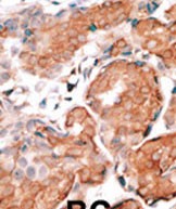 IHC-P - GCAP1 Antibody (C-term) AP1567b