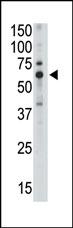 WB - SIGLEC5 Antibody (C-term) AP1623b