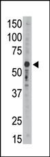 WB - SIGLEC9 Antibody (C-term) AP1627B