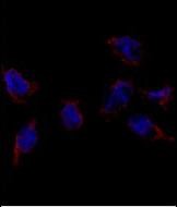 Immunofluorescence analysis of Bmp7 Antibody (N-term) (Cat.#AP1718a) in HeLa cells. 0.025 mg/ml primary antibody was followed by Alexa-Fluor-546-conjugated donkey anti-rabbit lgG (H+L). Alexa-Fluor-546 emits orange fluorescence. Blue counterstaining is DAPI.
