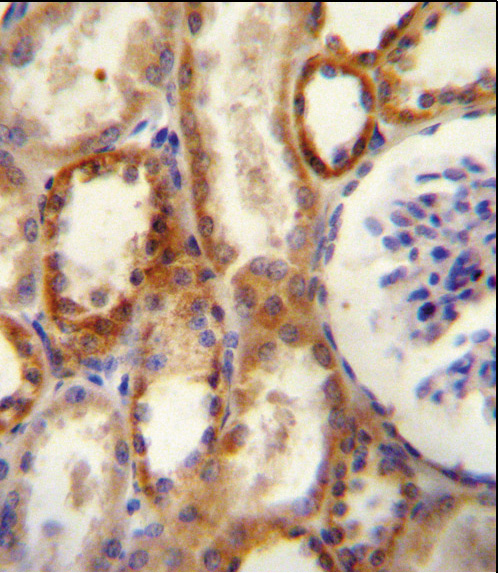 CD73 (NT5E) Antibody (N-term) (Cat. #AP2014a)immunohistochemistry analysis in formalin fixed and paraffin embedded human kidney tissue followed by peroxidase conjugation of the secondary antibody and DAB staining.This data demonstrates the use of CD73 (NT5E) Antibody (N-term) for immunohistochemistry.  Clinical relevance has not been evaluated.