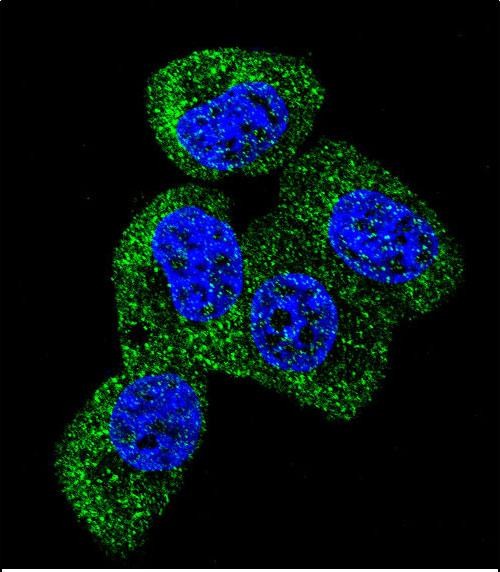 Confocal immunofluorescent analysis of TAU Antibody (C-term)(Cat#AP2040b) with MCF-7 cell followed by Alexa Fluor 488-conjugated goat anti-rabbit lgG (green).DAPI was used to stain the cell nuclear (blue).