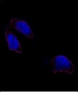 Immunofluorescence analysis of OCT3(OCT4) antibody (N-term) (Cat.#AP2046a) in HeLa cells. 0.025 mg/ml primary antibody was followed by Alexa-Fluor-546-conjugated donkey anti-rabbit lgG (H+L). Alexa-Fluor-546 emits orange fluorescence. Blue counterstaining is DAPI.