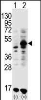 WB - GDF9 Antibody (N-term) AP2069a