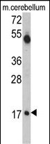 Western blot analysis of UBE2V1 Antibody (C-term) (Cat. #AP2157b) in mouse cerebellum tissue lysates (35ug/lane). UBE2V1 (arrow) was detected using the purified Pab.