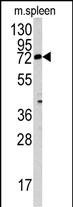 WB - MGAT3 Antibody (N-term) AP2411a
