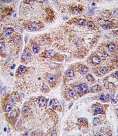 IHC-P - FDPS Antibody (Center) AP2418b