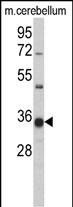 Western blot analysis ofGGPS1 Antibody (C-term) (Cat. #AP2419b) in mouse cerbellum tissue lysates (35ug/lane). GGPS1 (arrow) was detected using the purified Pab.