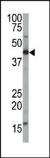 The anti-FNTA Pab (Cat. #AP2420a) is used in Western blot to detect FNTA in mouse brain tissue lysate.