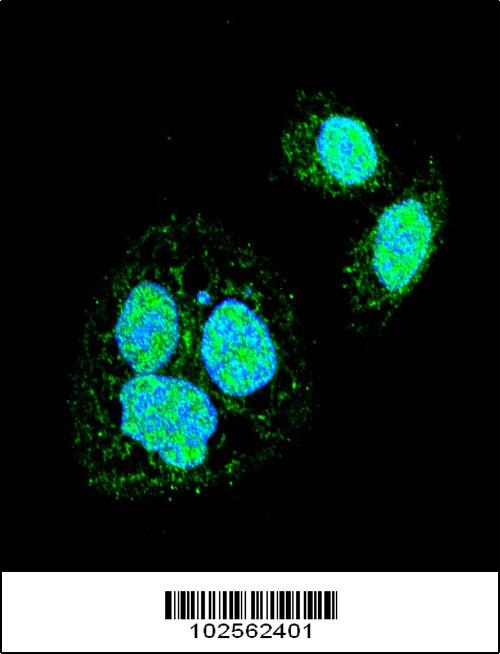 Confocal immunofluorescent analysis of HSF1 Sumoylation Site Antibody (Cat#AP2501a) with Hela cell followed by Alexa Fluor 488-conjugated goat anti-rabbit lgG (green). DAPI was used to stain the cell nuclear (blue).