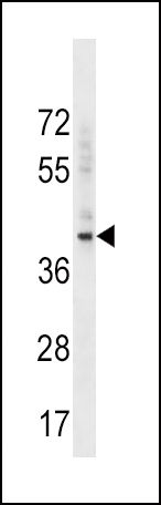 WB - BMI1 Antibody (C-term) AP2513B