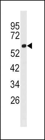 Western blot analysis of anti-FACL3 Antibody (N-term) (Cat.#AP2535a) in 293 cell line lysates (35ug/lane). FACL3 (arrow) was detected using the purified Pab.