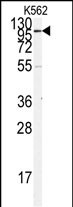 Western blot analysis of anti-ACE2 (SARS Receptor) Antibody (N-term)(Cat.#AP6020b) in K562 cell line lysates (35ug/lane). ACE2(arrow) was detected using the purified Pab.