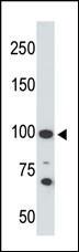 WB - ACE2 (NCOVID/SARS Receptor) Antibody (C-term) AP6020f