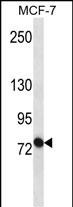 ABCB10 Antibody (S16) (Cat. #AP6109a) western blot analysis in MCF-7 cell line lysates (35ug/lane).This demonstrates the ABCB10 antibody detected the ABCB10 protein (arrow).