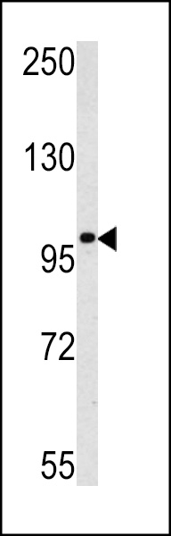 Western blot analysis of MAGEC1 antibody (C-term) (Cat.# AP6175a) in K562 cell line lysates (35ug/lane). MAGEC1 (arrow) was detected using the purified Pab.