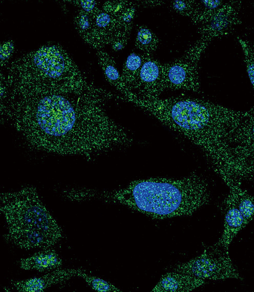 Confocal immunofluorescent analysis of NOTCH3 Antibody (C-term)(Cat#AP6220a) with HepG2 cell followed by Alexa Fluor 488-conjugated goat anti-rabbit lgG (green). DAPI was used to stain the cell nuclear (blue).
