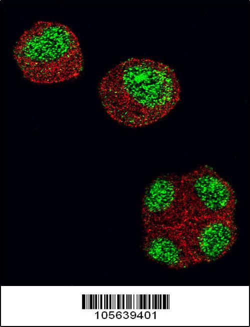 Confocal immunofluorescent analysis of HDAC1 Antibody (N-term)(Cat#AP1101b) with 293 cell followed by Alexa Fluor 488-conjugated goat anti-rabbit lgG (green).Actin filaments have been labeled with Alexa Fluor 555 phalloidin (red).