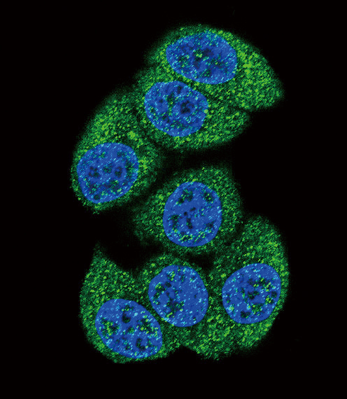 Confocal immunofluorescent analysis of DCK Antibody (C-term)(Cat#AP7087b) with Hela cell followed by Alexa Fluor 488-conjugated goat anti-rabbit lgG (green).DAPI was used to stain the cell nuclear (blue).