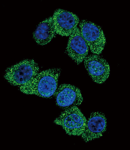 Confocal immunofluorescent analysis of PGK1 Antibody (Center)(Cat#AP7094b) with Hela cell followed by Alexa Fluor 488-conjugated goat anti-rabbit lgG (green).DAPI was used to stain the cell nuclear (blue).