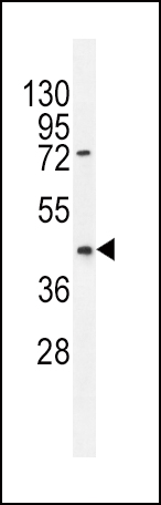 WB - PTEN Antibody (N-term) AP8436a