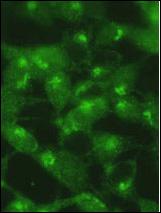 ICC - Cleaved LC3A Antibody AP1805a