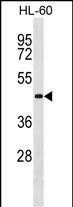 APG3L Antibody (I98) (Cat. #AP1807b) western blot analysis in HL-60 cell line lysates (35ug/lane).This demonstrates the APG3L antibody detected the APG3L protein (arrow).