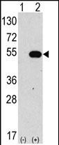 Western blot analysis of anti-hAPG4C-Y48 Pab (Cat. #AP1810a) in 293 cell line lysates transiently transfected with the ATG4C gene (2ug/lane). hAPG4C-Y48(arrow) was detected using the purified Pab.