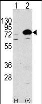 Western blot analysis of anti-Autophagy APG7L Antibody (N-term) (Cat. #AP1813a) in 293 cell line lysates transiently transfected with the ATG7 gene (3ug/lane). APG7L (arrow) was detected using the purified Pab.