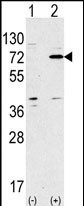 Western blot analysis of anti-ATG7 Antibody (Center) Pab (Cat. #AP1813b) in 293 cell line lysates transiently transfected with the ATG7 gene (2ug/lane). hAPG7L-P299(arrow) was detected using the purified Pab.