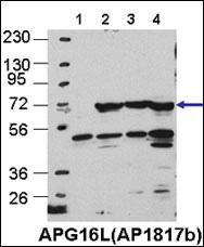 WB - ATG16L Antibody AP1817b