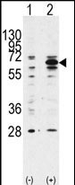 WB - Beclin 1 Antibody AP1818a