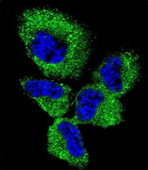 Confocal immunofluorescent analysis of UCHL1 Antibody (C-term)(Cat#AP2126b) with NCI-H460 cell followed by Alexa Fluor 488-conjugated goat anti-rabbit lgG (green).DAPI was used to stain the cell nuclear (blue).