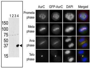 The anti-Aurora C Pab (Cat. #AP7000f) is used in Western blot to detect Aurora C in lysates of 293 cells expressing Flag tag (lane 1), Flag-tagged Aurora A (lane 2), Flag-tagged Aurora B (lane 3) or Flag-tagged Aurora C (lane 4). In the immunofluorescence experiment, staining of HeLa cells expressing GFP-Aurora C is performed at different cellular mitotic stages with the anti-Aurora C Pab as primary antibody (column A), GFP fluorescence (column B), DAPI nuclear staining (column C), and anti-Aurora C merged to DAPI staining (column D). Data is kindly provided by Drs. K. Sasai and S. Sen from the University of Texas MD Anderson Cancer Center (Houston, TX).