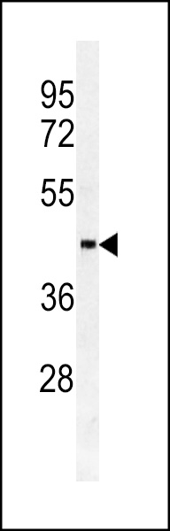 Western blot analysis of SULT2B1a/b antibody (N-term) (Cat.# Ap2604a) in HL60 cell line lysates (35ug/lane). SULT2B1a/b (arrow) was detected using the purified Pab.