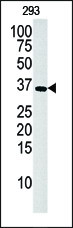 Western blot analysis of anti-hDGUOK-M1 Pab (Cat. #AP7086a) in 293 cell line lysate (35ug/lane). hDGUOK-M1(arrow) was detected using the purified Pab.