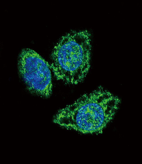 Confocal immunofluorescent analysis of DUSP6 Antibody (Center) (Cat#AP8449a) with Hela cell followed by Alexa Fluor 488-conjugated goat anti-rabbit lgG (green). DAPI was used to stain the cell nuclear (blue).