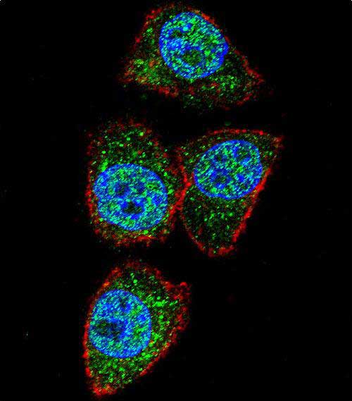 Confocal immunofluorescent analysis of Aurora-A Antibody (C-term)(Cat#AP7002c) with Hela cell followed by Alexa Fluor 488-conjugated goat anti-rabbit lgG (green).Actin filaments have been labeled with Alexa Fluor 555 phalloidin (red).DAPI was used to stain the cell nuclear (blue).