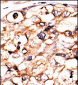 IHC-P - PGK2 Antibody (N-term) AP7170a